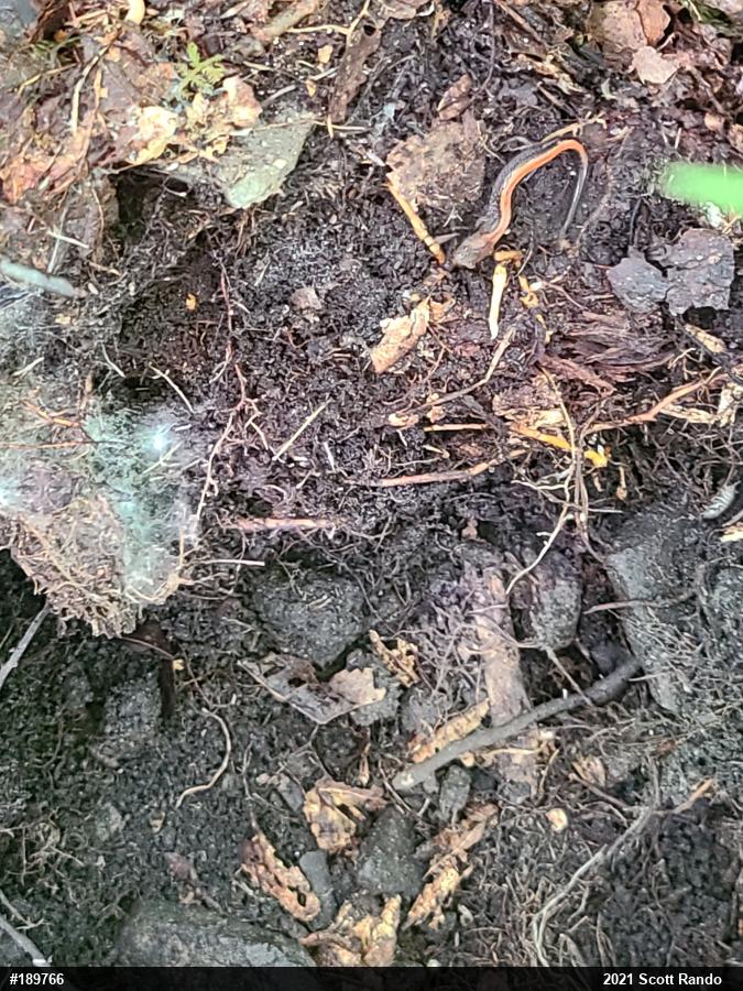 Eastern Red-backed  Salamander