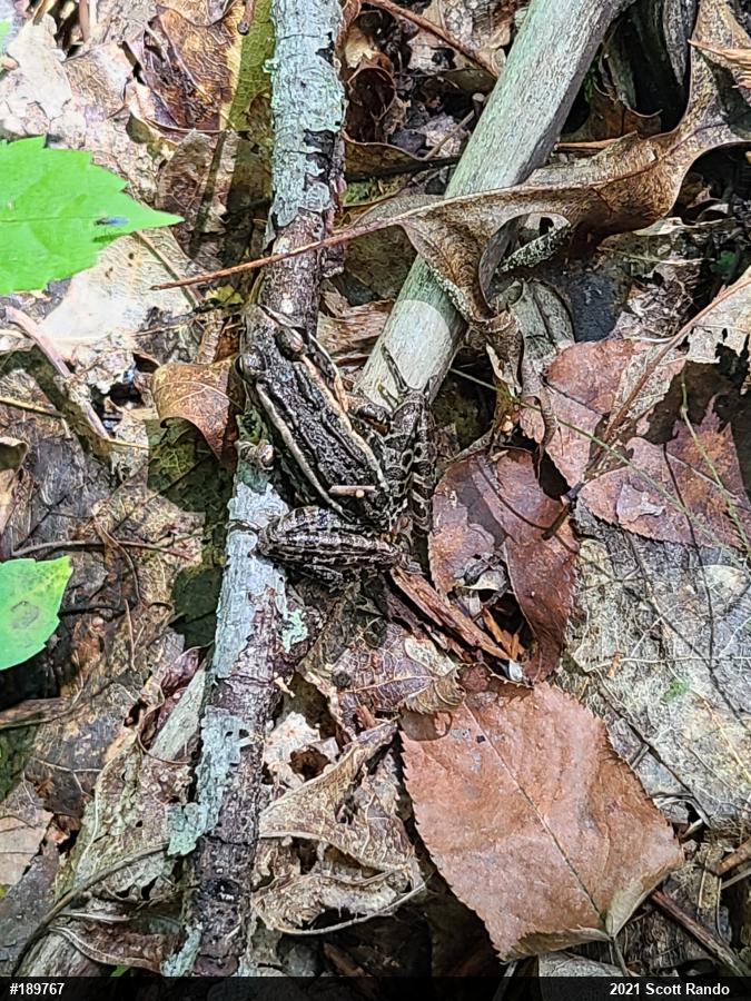 Pickerel Frog