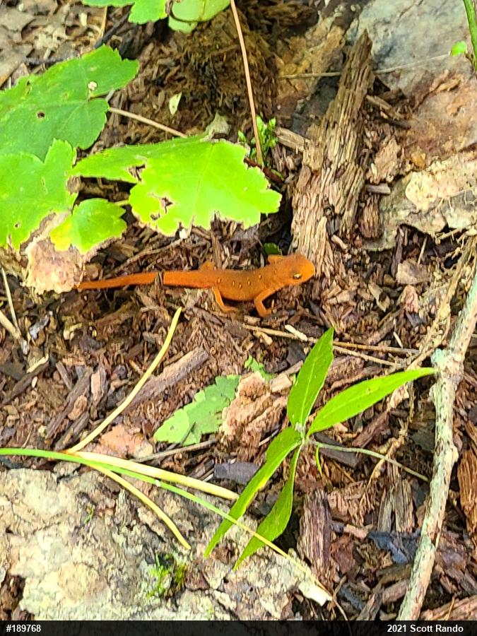 Red-spotted Newt