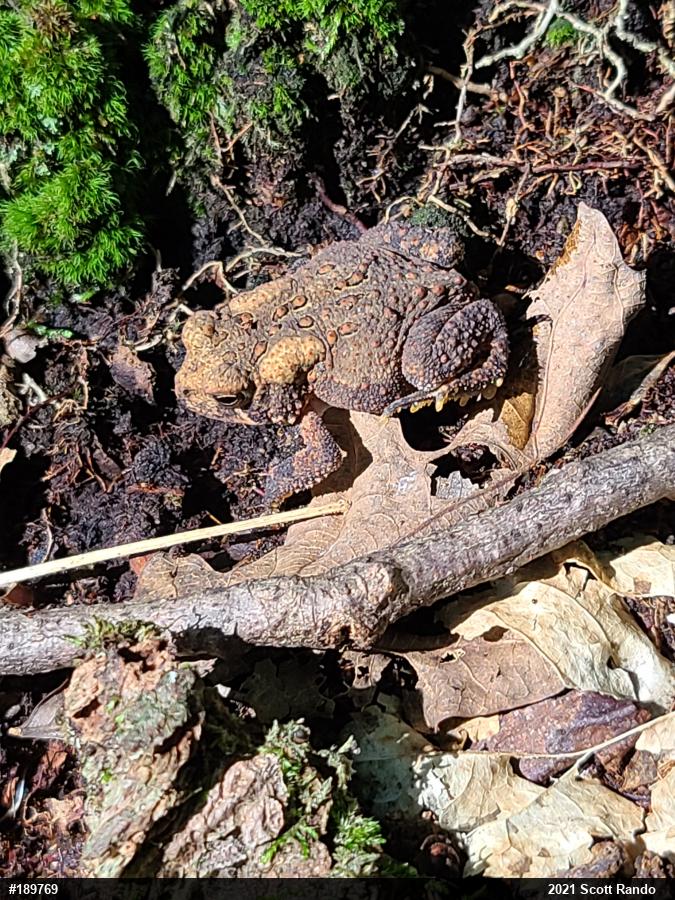 Eastern American Toad