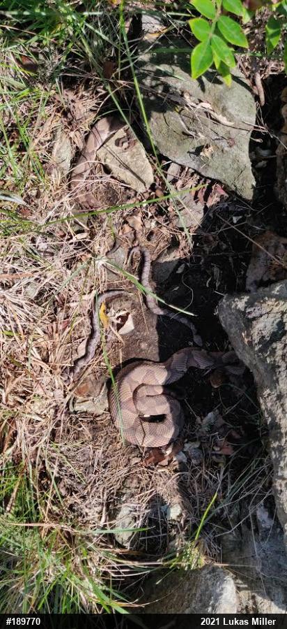 Northern Copperhead