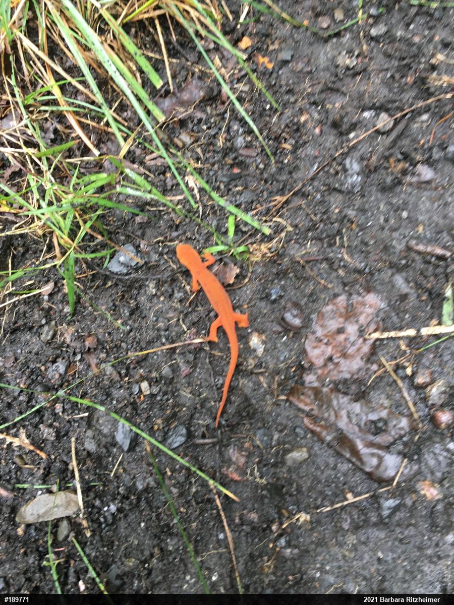 Red-spotted Newt