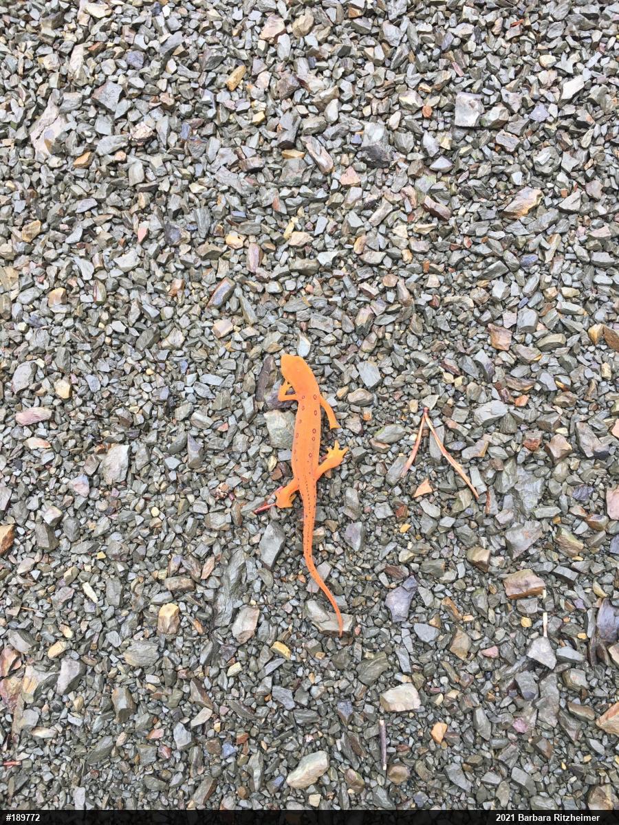 Red-spotted Newt