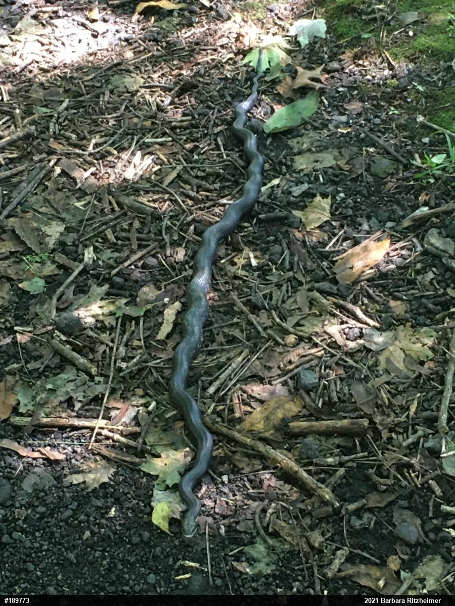 Eastern Ratsnake