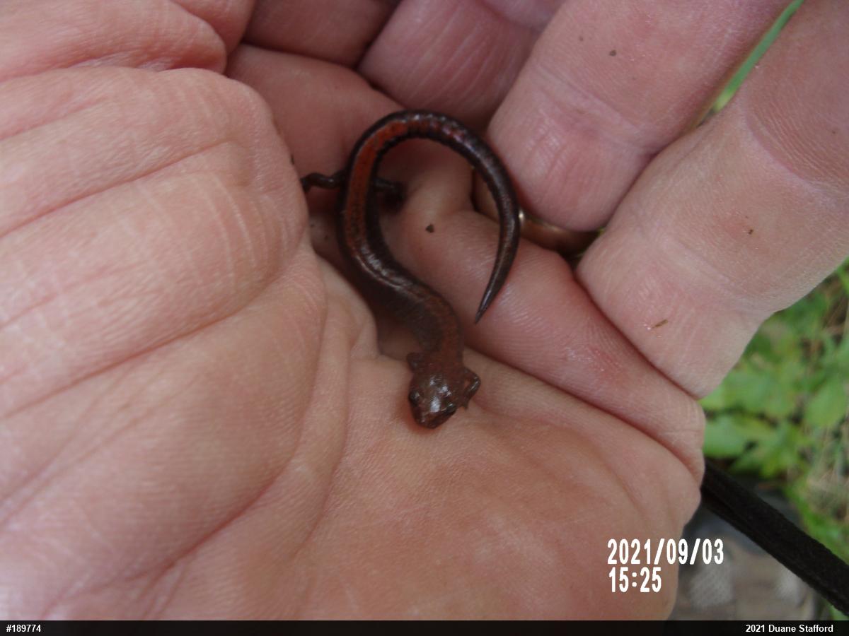 Eastern Red-backed  Salamander