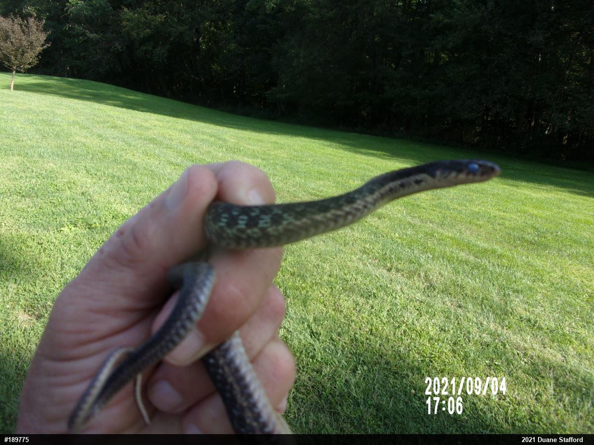 Eastern Gartersnake