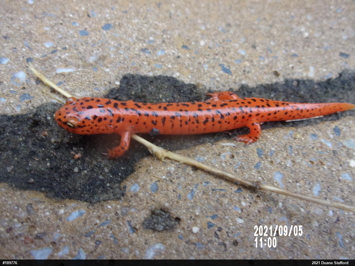 Northern Red Salamander