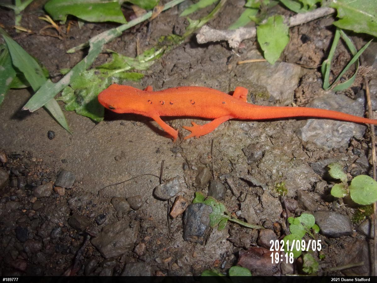 Red-spotted Newt