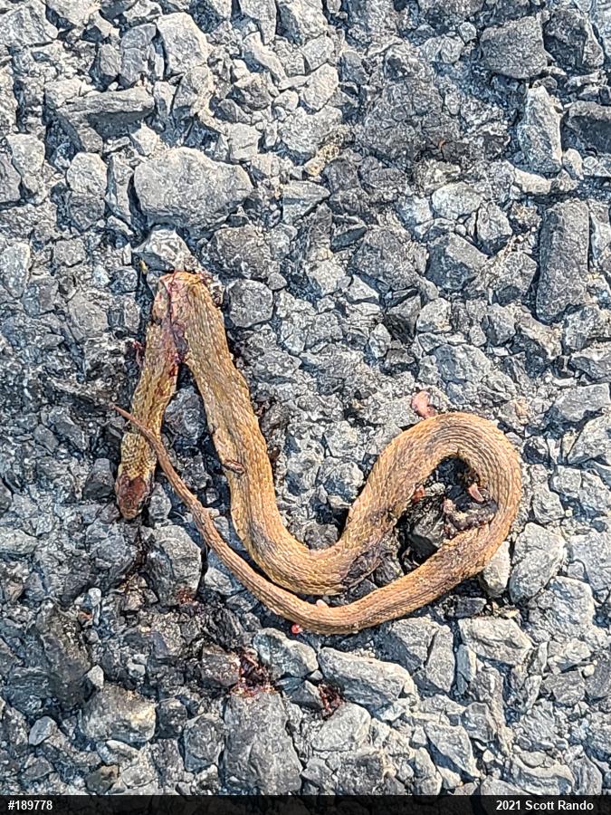 Red-bellied Snake