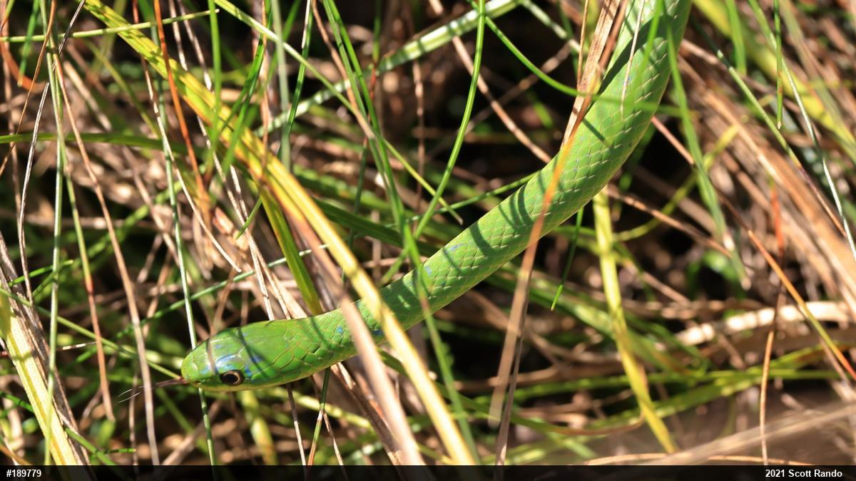 Smooth Greensnake