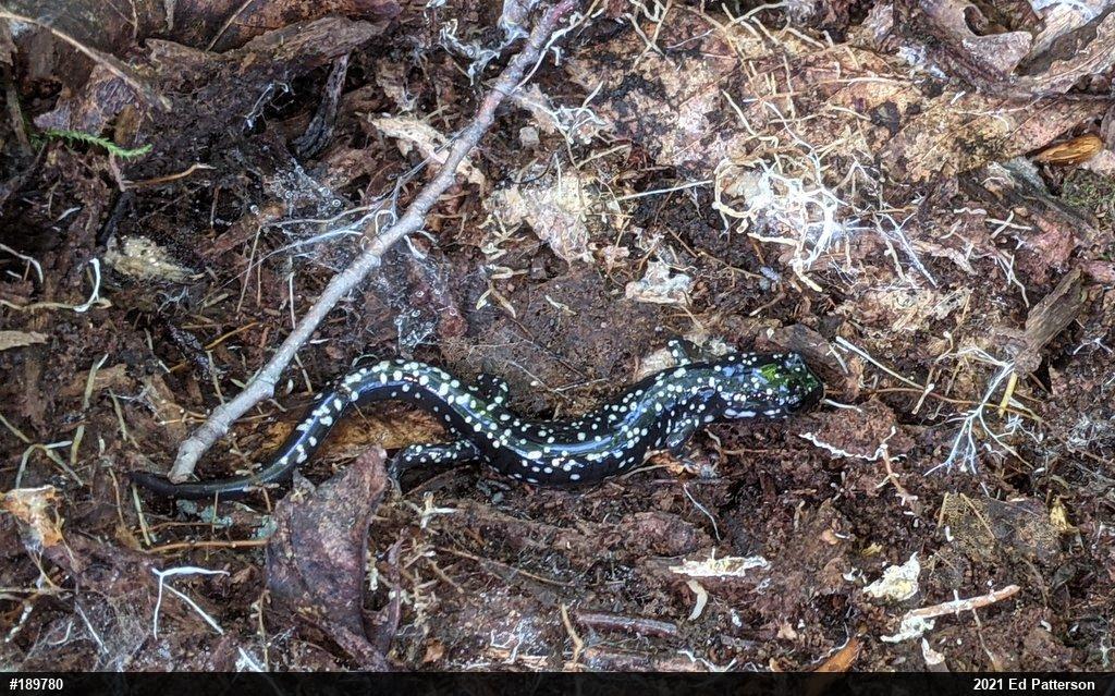 Northern Slimy Salamander