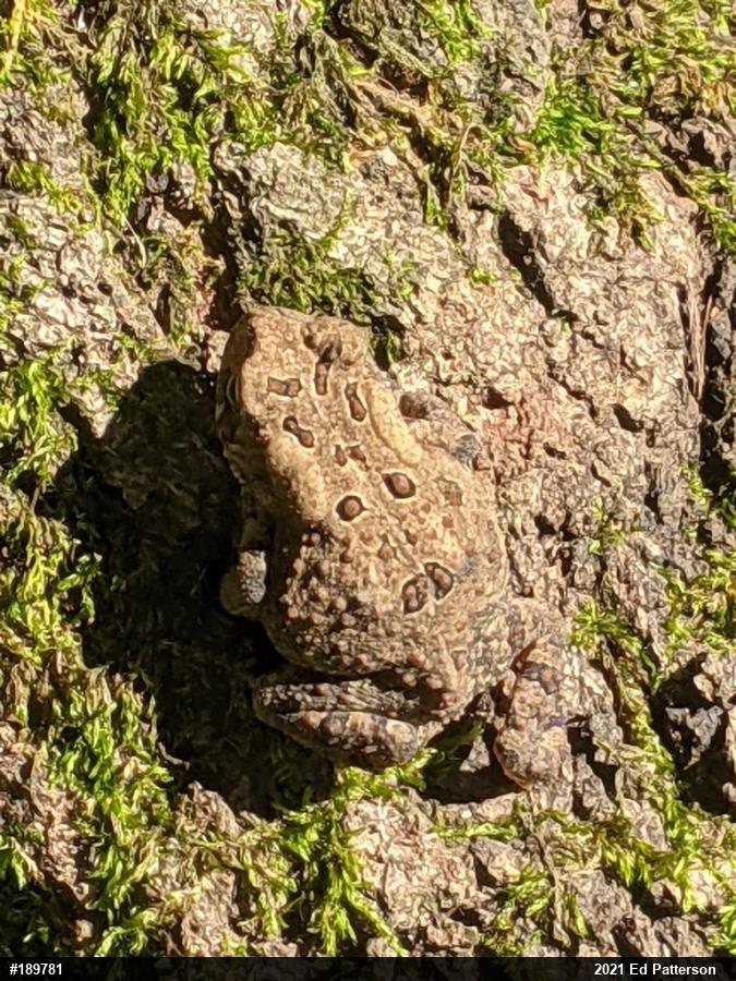 Eastern American Toad