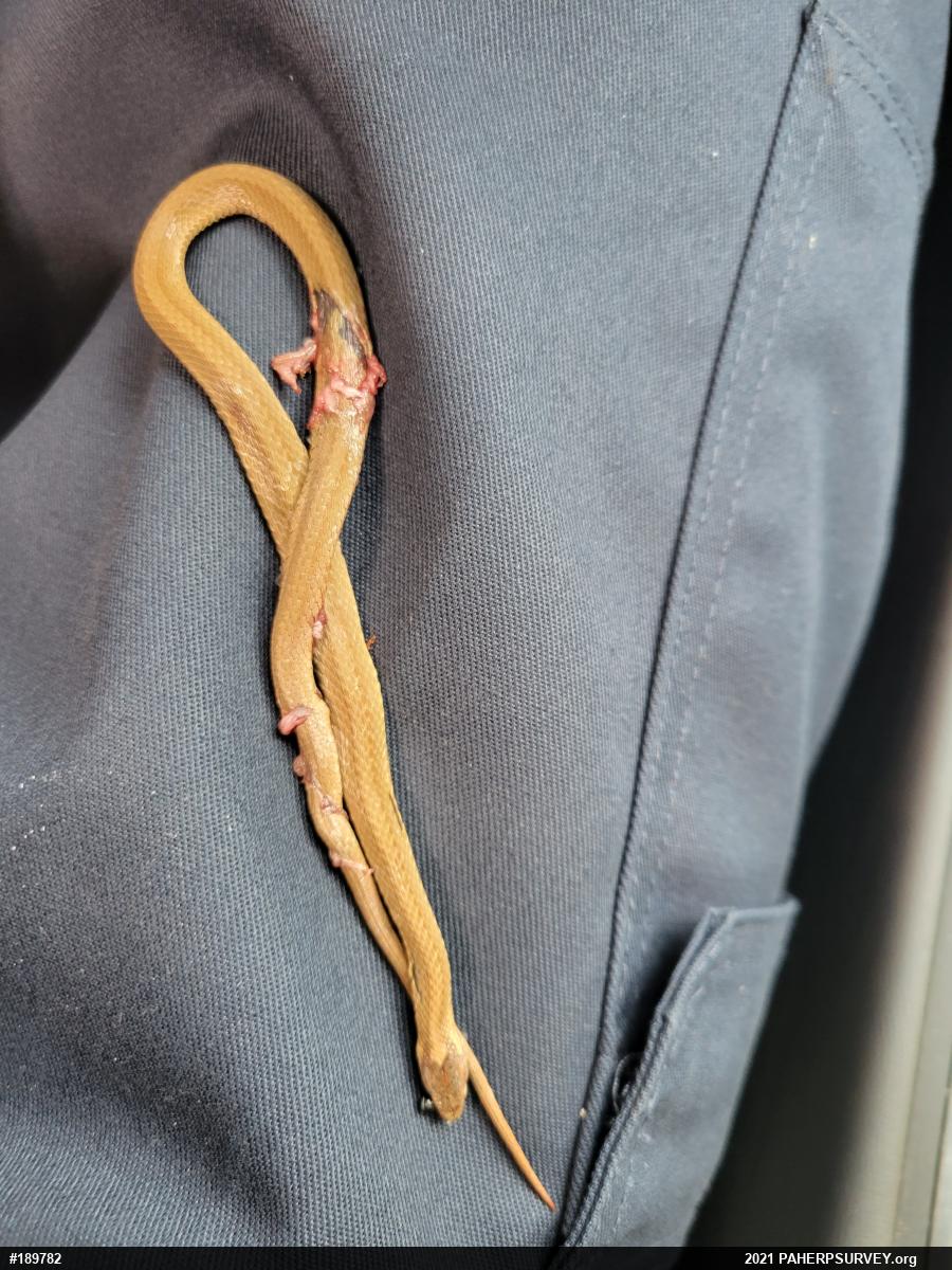 Red-bellied Snake