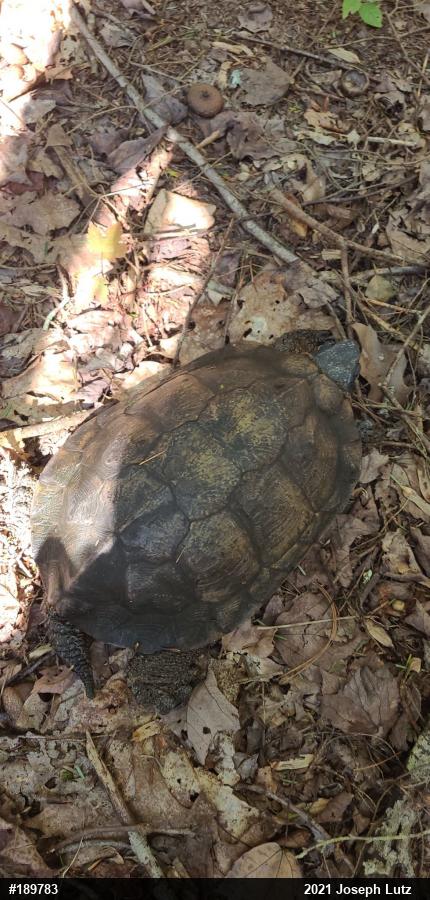 Wood Turtle