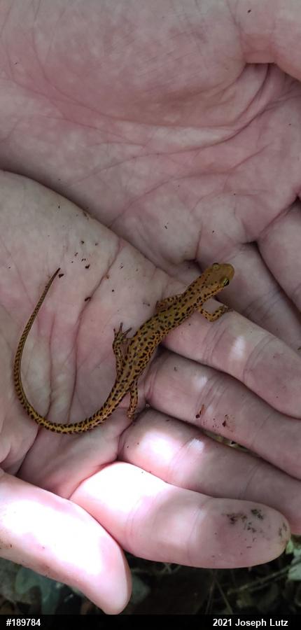Eastern Long-tailed Salamander