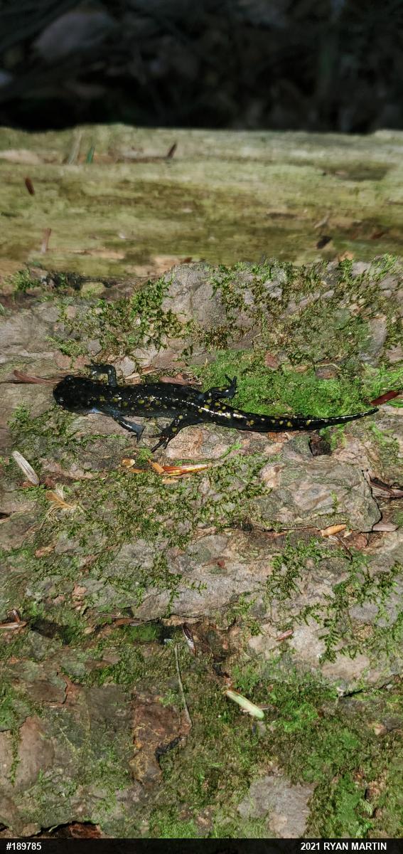 Spotted Salamander