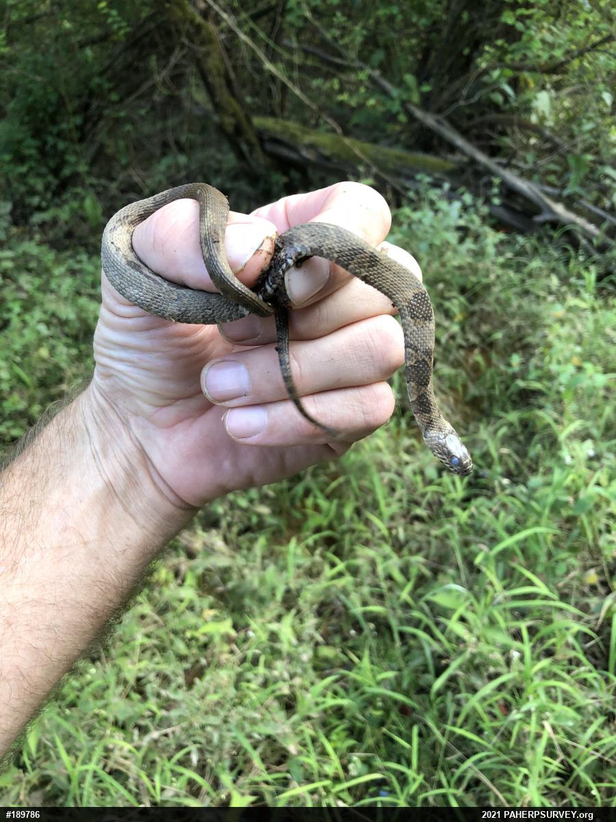 Northern Watersnake
