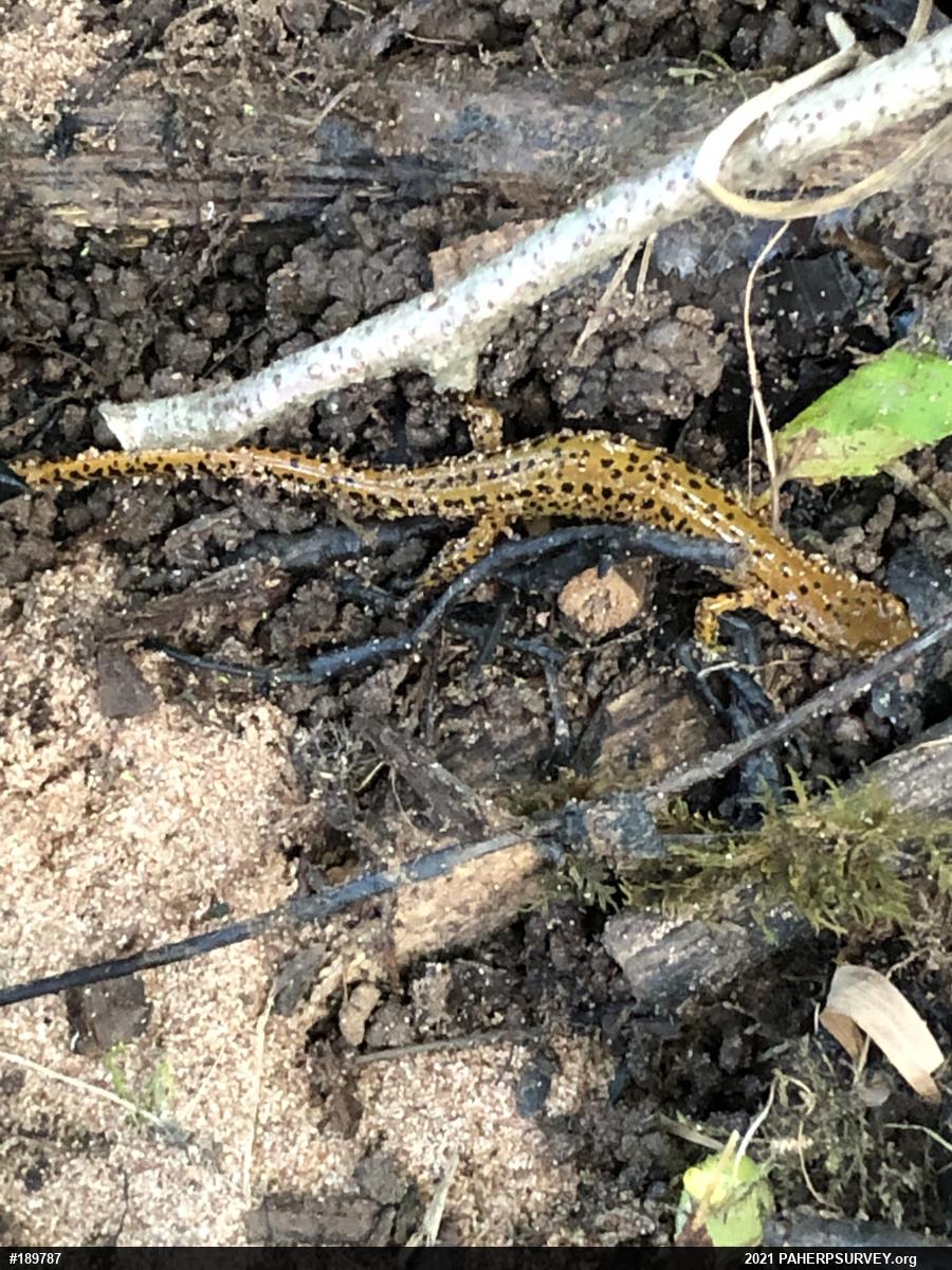Eastern Long-tailed Salamander