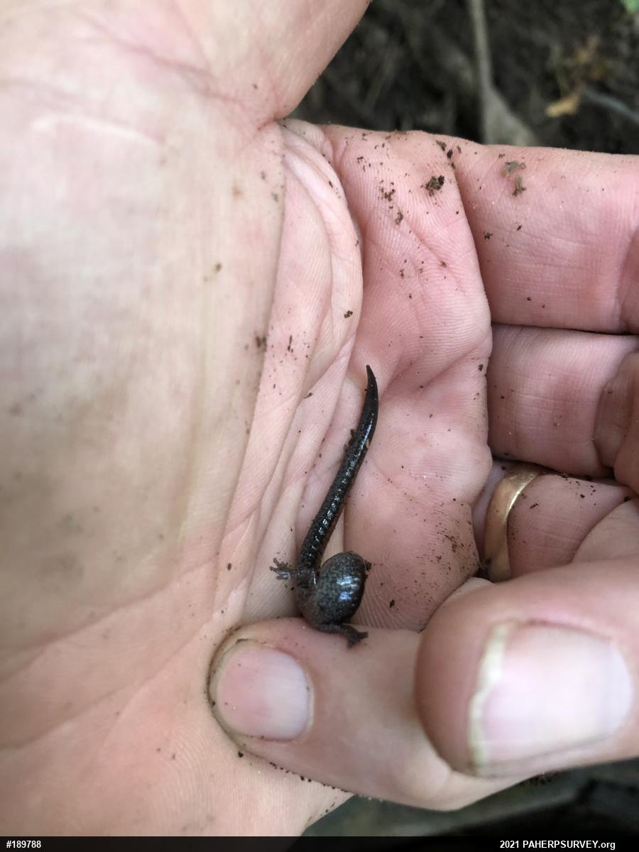 Eastern Red-backed  Salamander