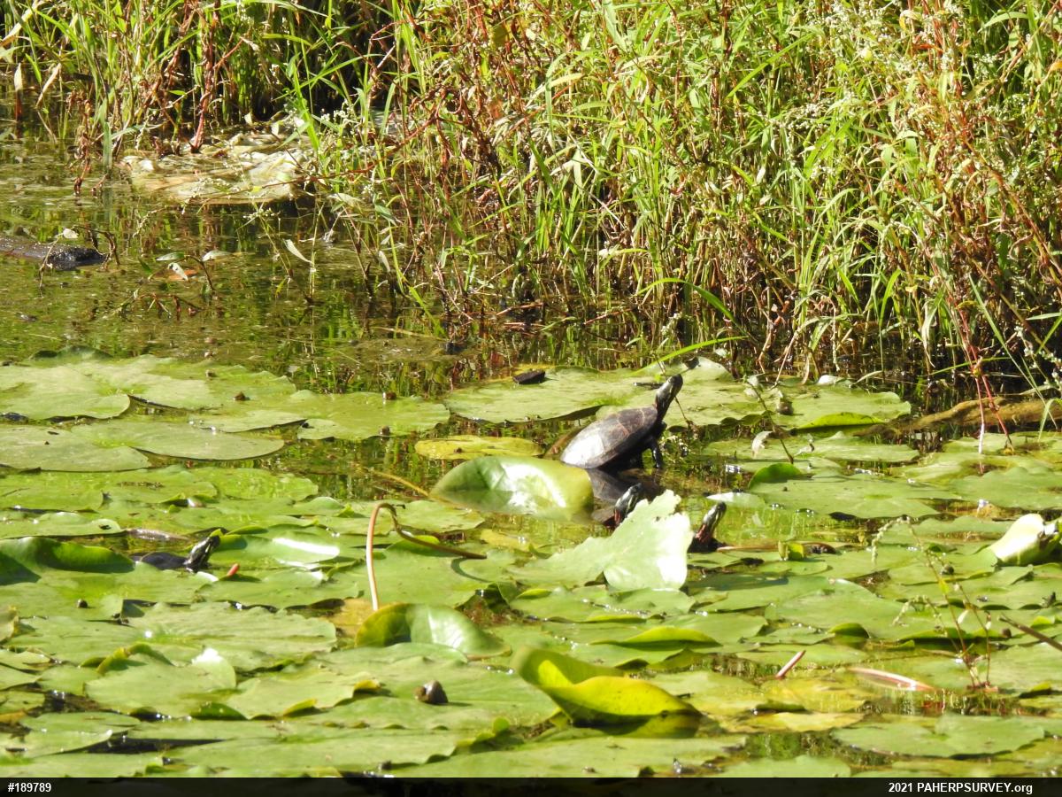 Eastern Painted Turtle