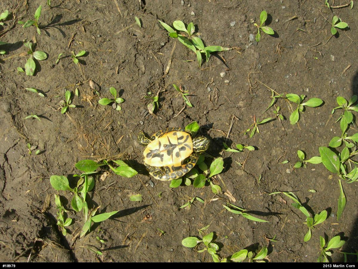 Painted Turtle
