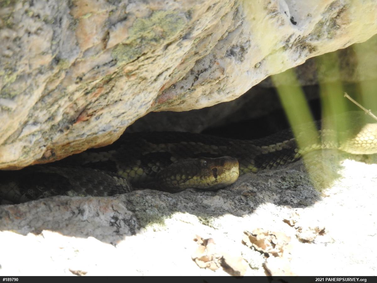 Timber Rattlesnake