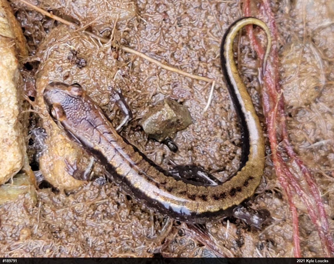 Allegheny Mountain Dusky Salamander