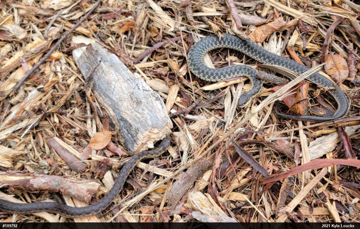 Eastern Gartersnake