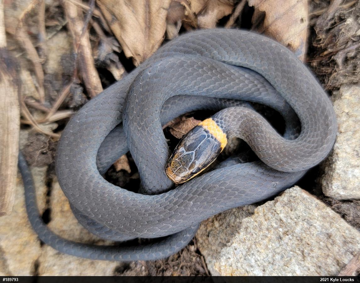 Northern Ring-necked Snake