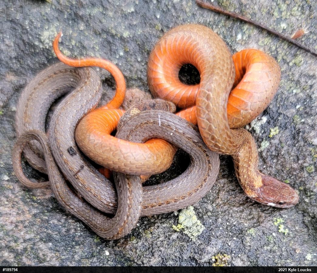 Red-bellied Snake