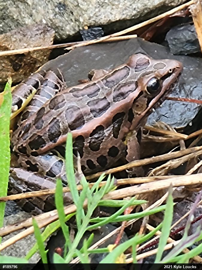 Pickerel Frog