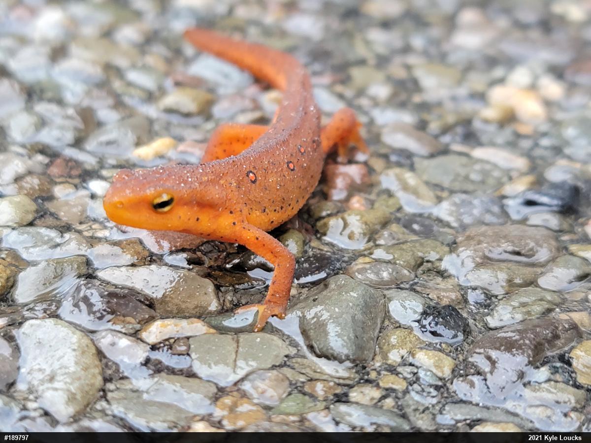 Red-spotted Newt