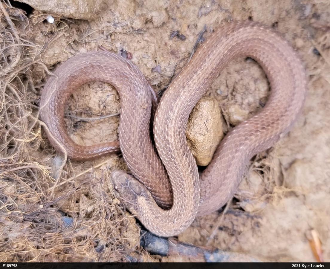 Red-bellied Snake