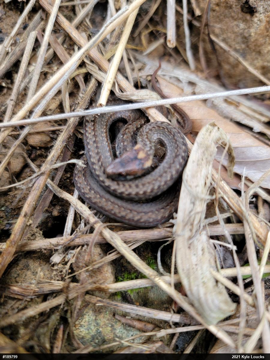 Red-bellied Snake