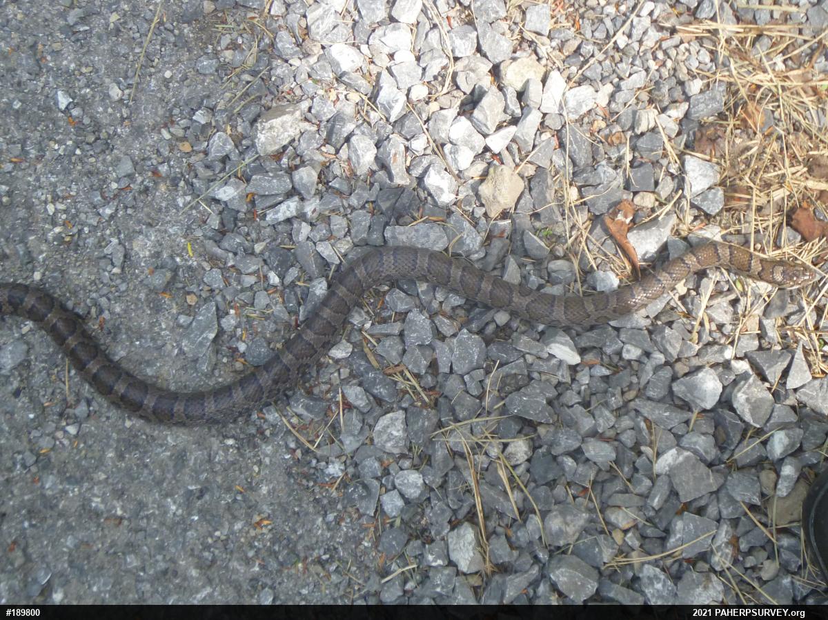Eastern Milksnake