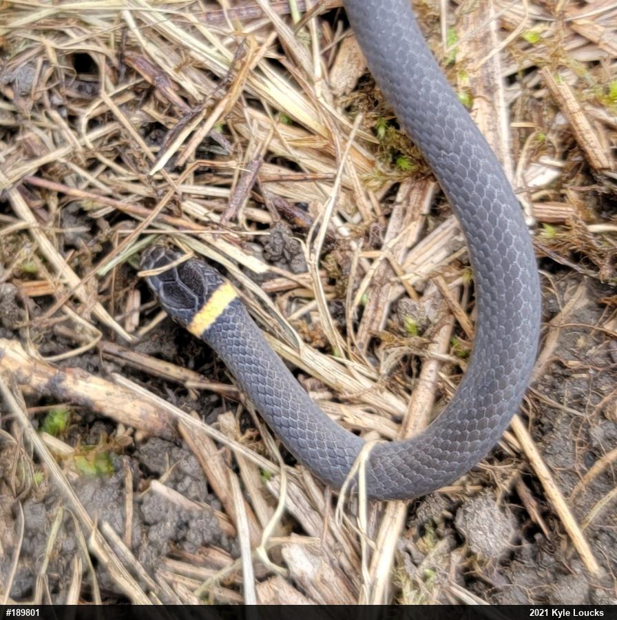 Northern Ring-necked Snake