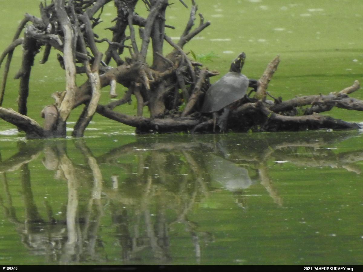 Painted Turtle