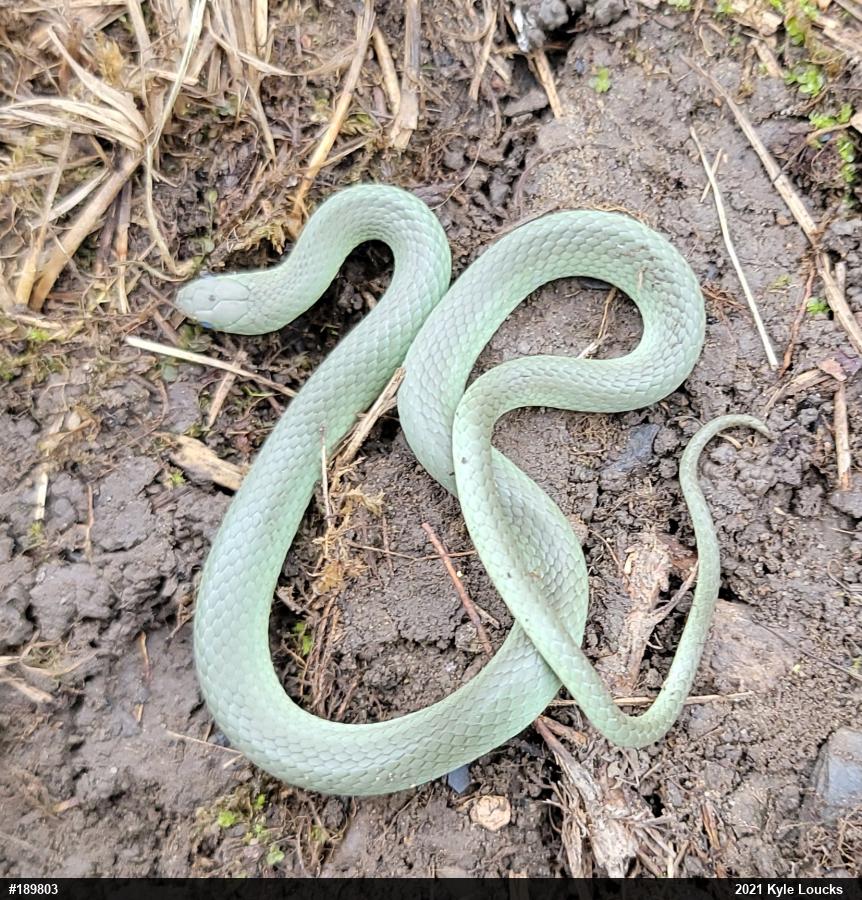 Smooth Greensnake