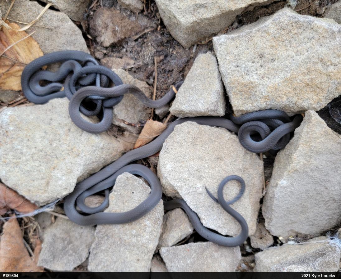 Northern Ring-necked Snake