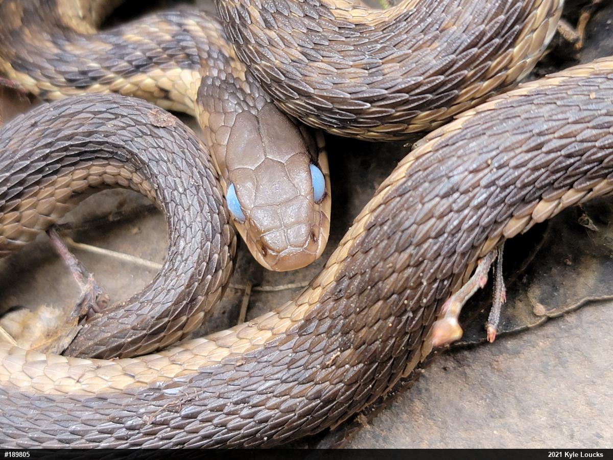 Eastern Gartersnake