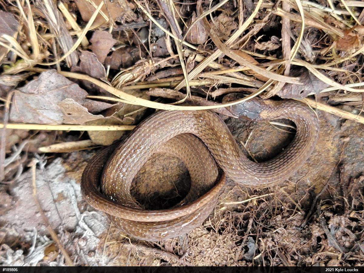 Red-bellied Snake