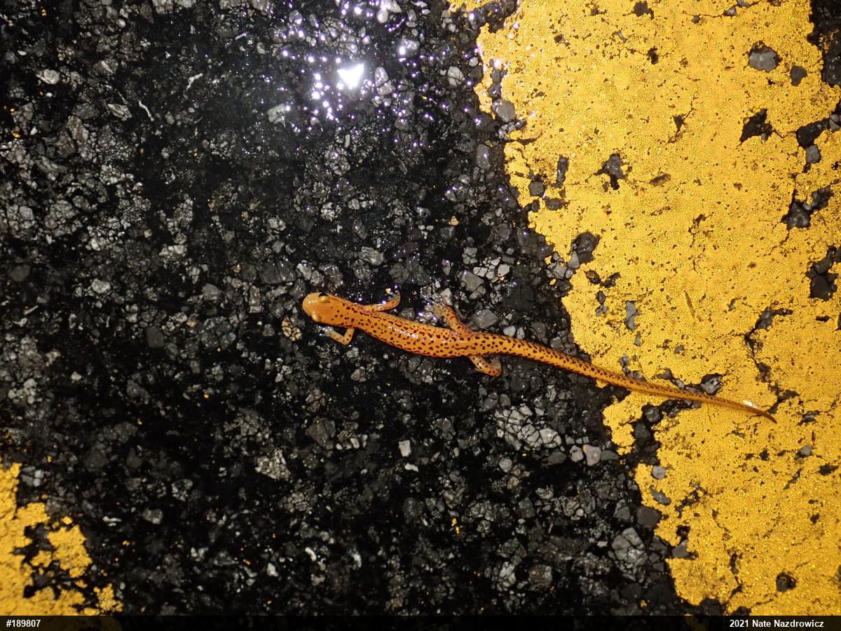 Eastern Long-tailed Salamander