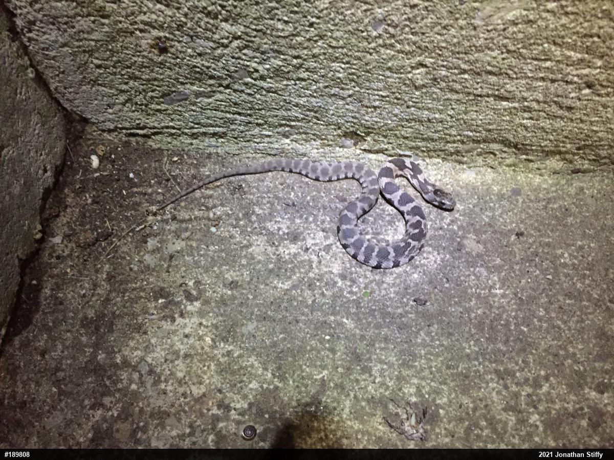 Northern Watersnake