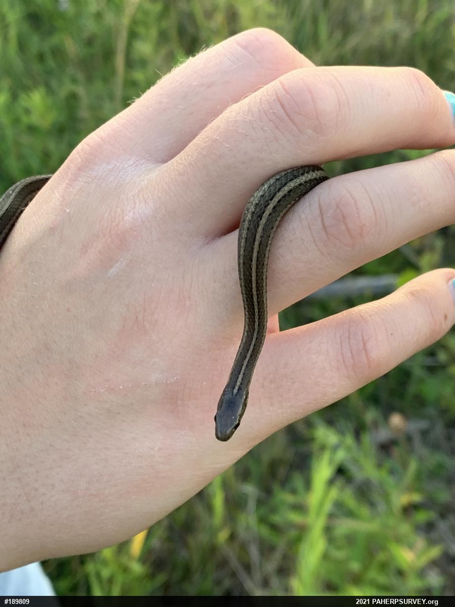 Shorthead Gartersnake