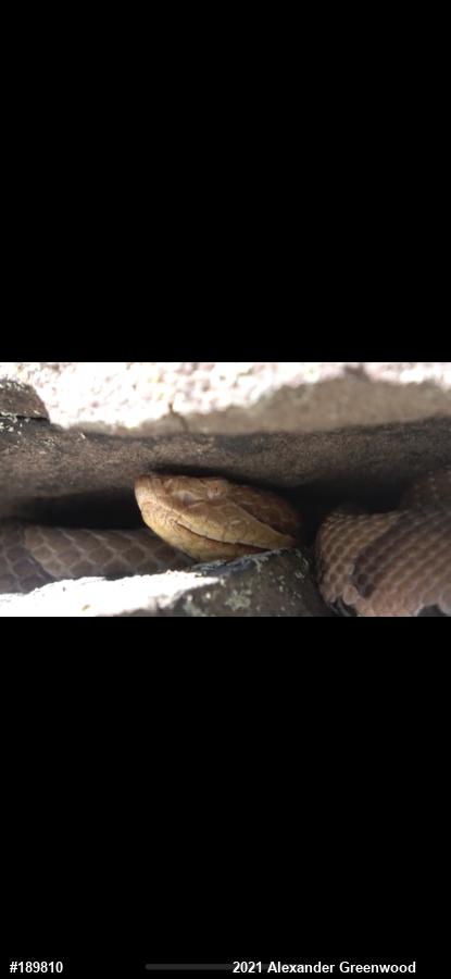 Northern Copperhead