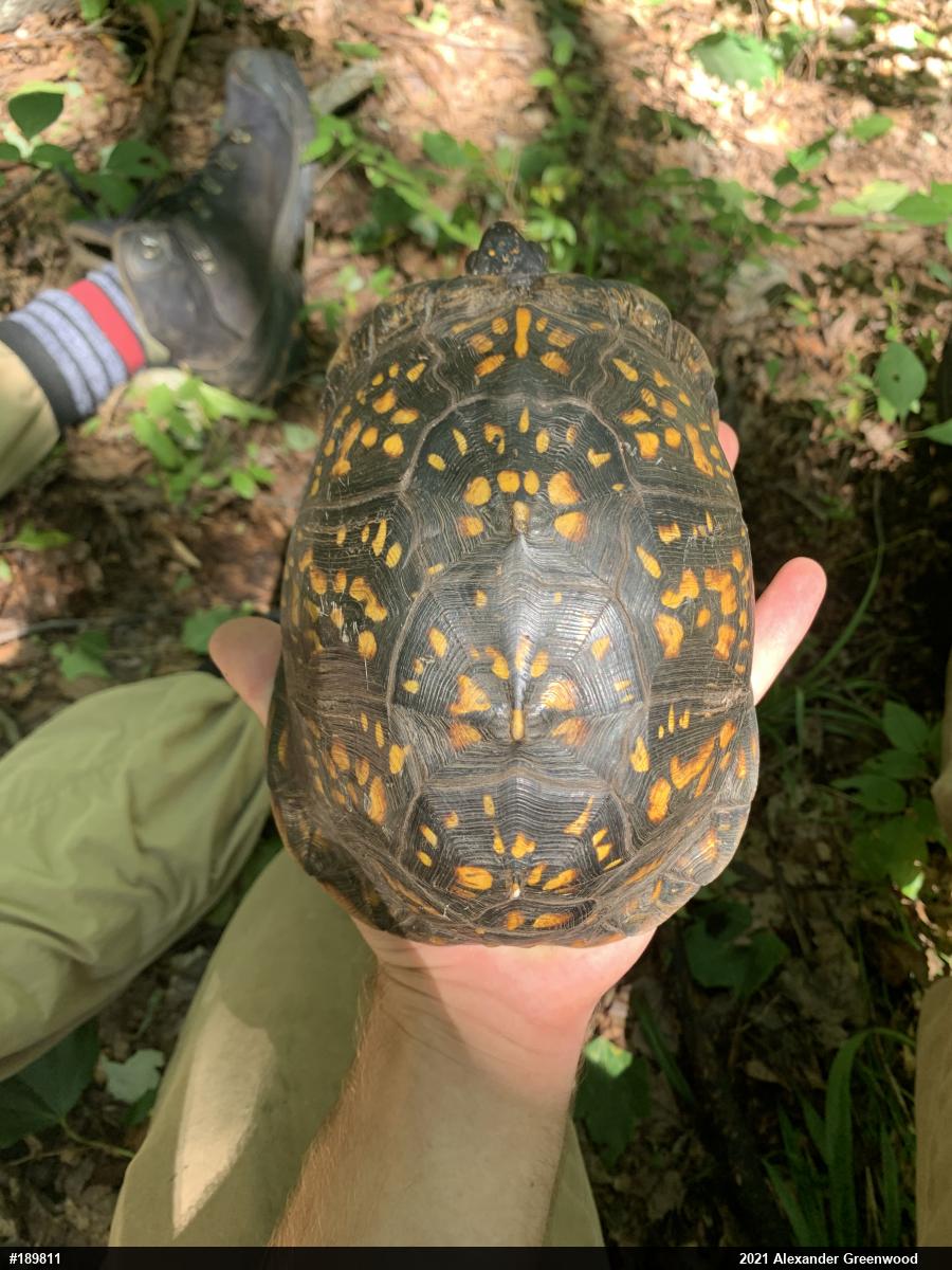 Eastern Box Turtle