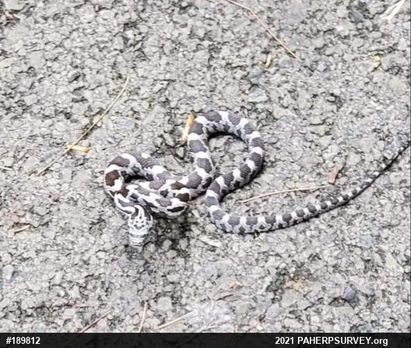 Eastern Ratsnake