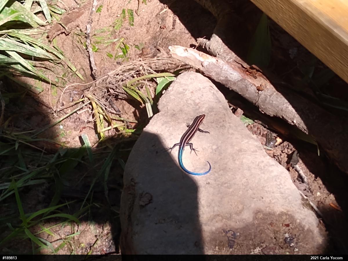 Common Five-lined Skink