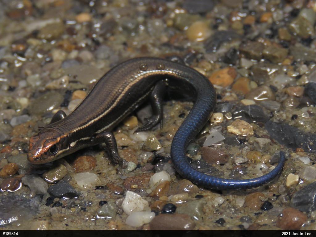Northern Coal Skink