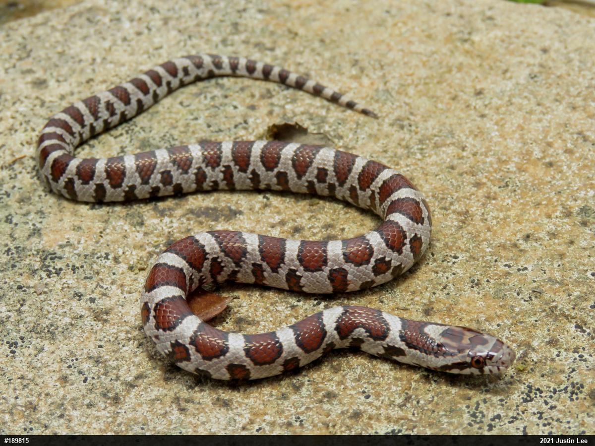 Eastern Milksnake